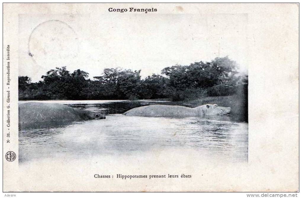 Congo Francais, Hippopotames Prenant Leurs Ebats, Karte Gelaufen Um 1905 - Congo Français