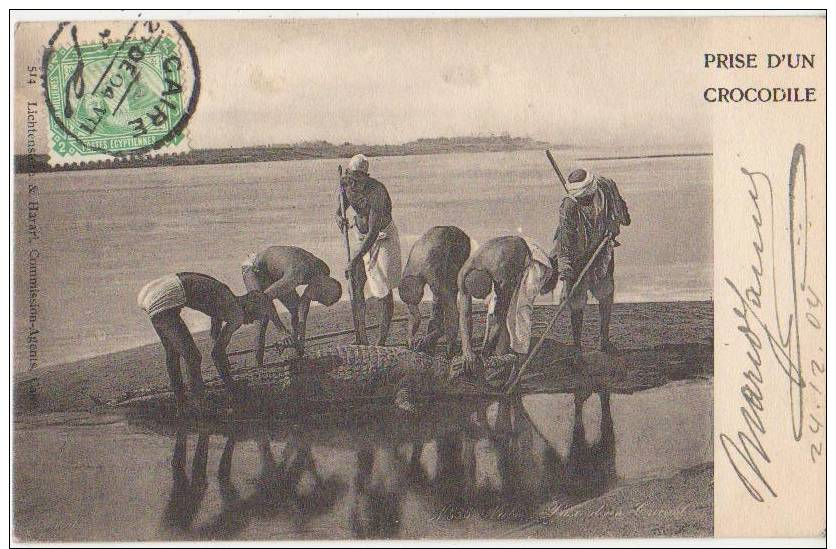 CPA EGYPTE EGYPT Chasse Au Crocodile Du Nil Timbre Stamp 1904 - Andere & Zonder Classificatie