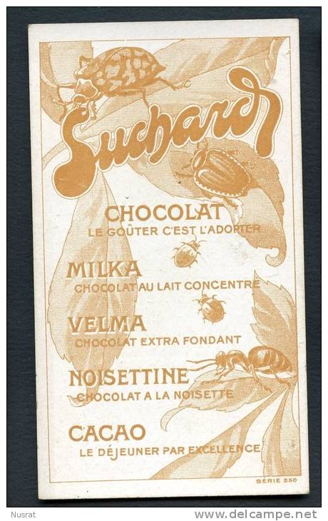 Chromo Suchard, Thème Zoologie, Entomologie, Insectes, Série 250, N° 2 Cetoine Dicranocéphale, Indes Orientales - Suchard