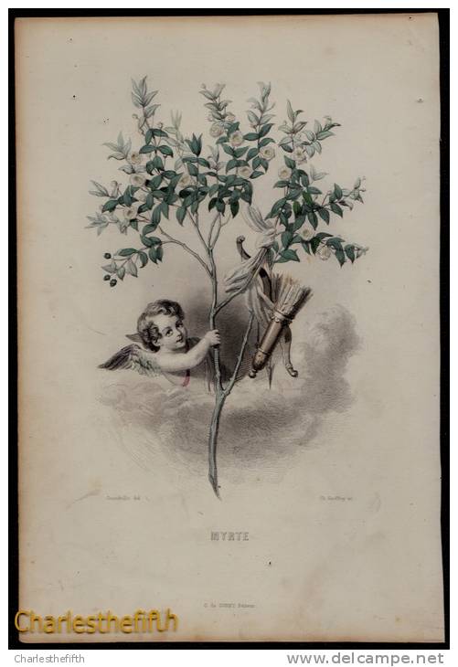 SUPERBE GRAND ( 25 X 17cm ) LITHO COLORE MAIN - MYRTE ( Myrtaceae )- Ch. Geoffroy (1819-1882) - édit De Conet - - Litografia