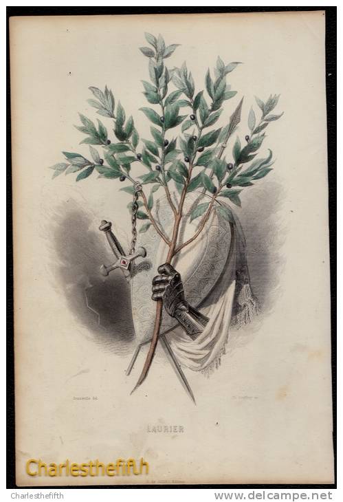 SUPERBE GRAND ( 25 X 17cm ) LITHO COLORE MAIN - LAURIER - Ch. Geoffroy (1819-1882) - édit De Conet - Litografia