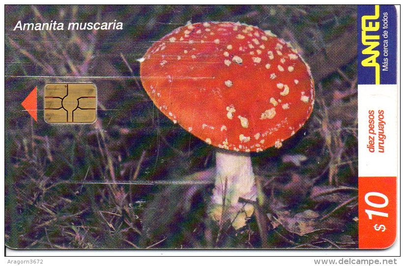 Amanita Muscaria - 200000 Ex - Uruguay