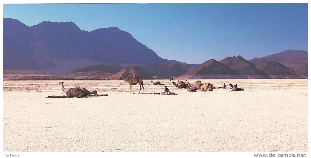 DJIBOUTI,afrique De L´est,au Bord De La Mer Rouge,prés De La Somalie,caravane De Sel,chameau,porteur,pause Casse Croute - Djibouti