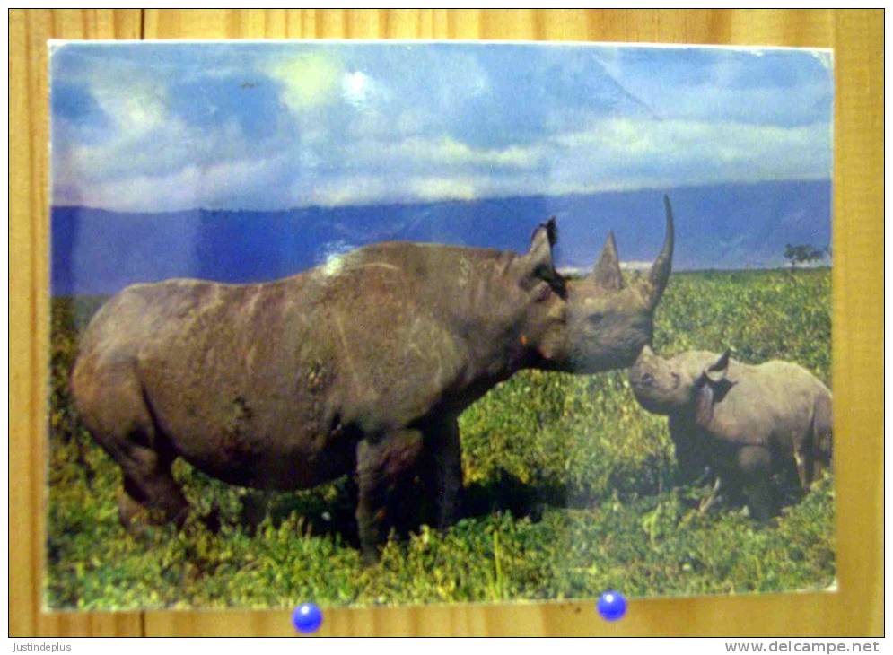 2 CARTES RHINOCEROS NOIR AFRIQUE DONT UNE AVEC UN PETIT - Rhinoceros
