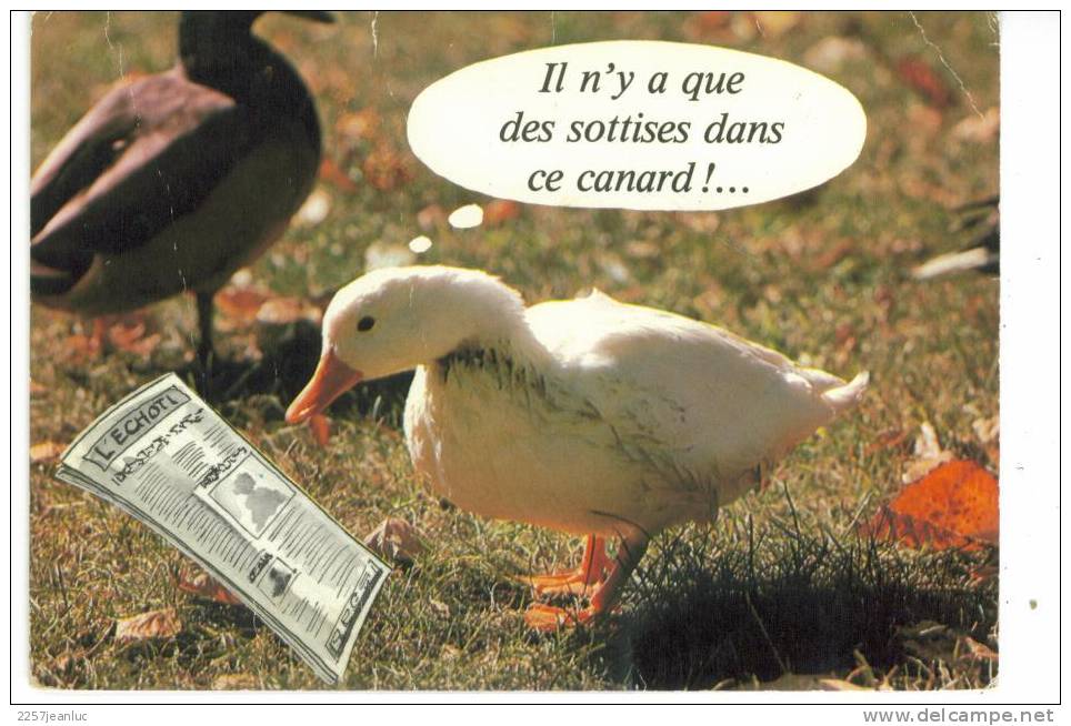 CPM  Il N'y A Que Des Sottises Dans Ce Canard - Dressed Animals