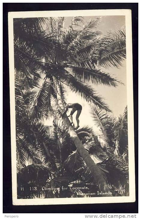 HONOLULU   Climbing For Coconuts     Old Postcard 1938 - Big Island Of Hawaii