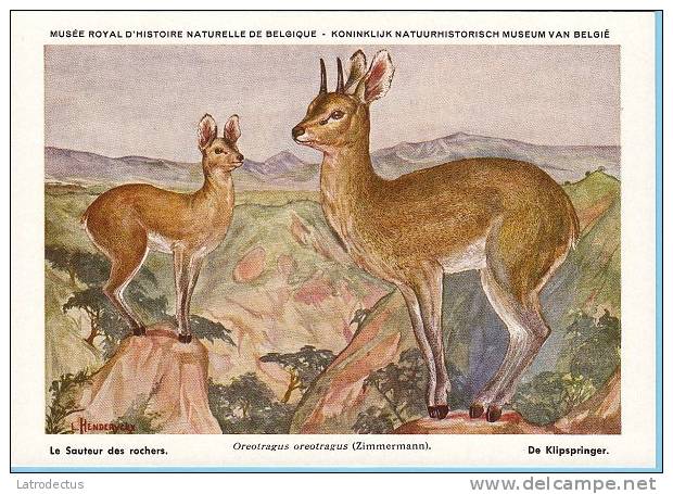 KBIN (ca 1935) - Zoogdieren Congo Beschermd - 13 - Sauteur Des Rochers, Klipspringer - Autres & Non Classés