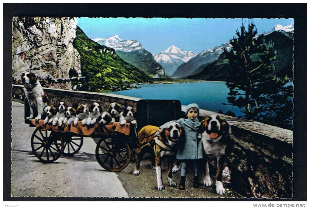 RB 896 - Switzerland Animal Theme Postcard - Dog Cart With Puppies Fluelen - St. Bernard-Zwinger Zwing-Uri - Flüelen