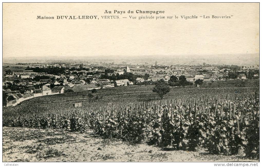 Champagne Duval Leroy - Vignoble - Vertus