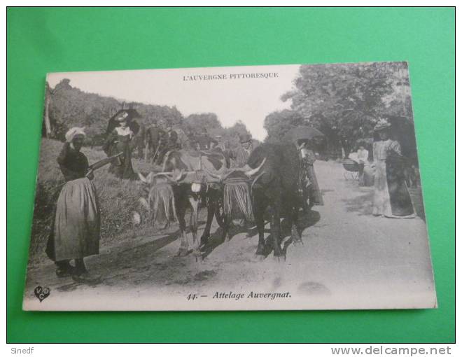 Auvergne Pittoresque ATTELAGE AUVERGNAT Boeufs Vaches  Non Circulee N°44 - Auvergne