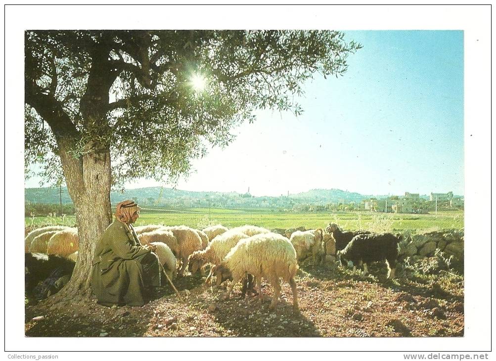 Cp, Agriculture, Le Berger Avec Son Troupeau Dans Le Champ Des Bergers, Au Fond, Bethléem (Israël) - Elevage