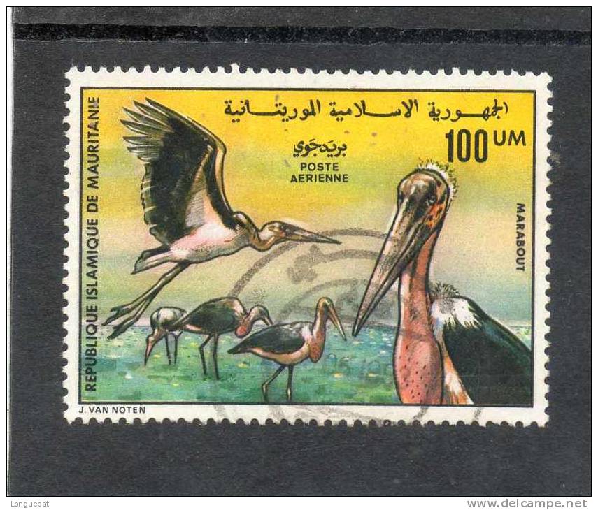 MAURITANIE : Oiseau : Marabout ( Leptoptilos Crumenifer ).    - Echassier - Ciconiformes - Ciconidés - Ooievaars