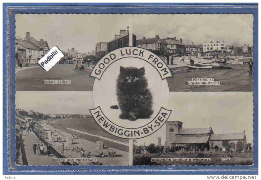 Carte Postale Angleterre Newbiggin-By-Sea  Chat Persan Trés Beau Plan - Other & Unclassified