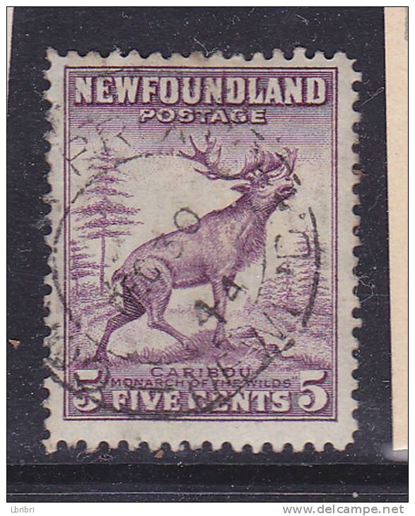 CANADA TERRE NEUVE N°173  4 C ROSE CARIBOU OBL - 1908-1947