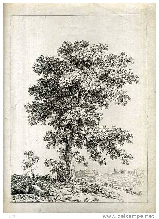 - ARBRE . EAU FORTE DU XIXe S.. 2e ETAT ? AVANT LA LETTRE . - Sonstige & Ohne Zuordnung