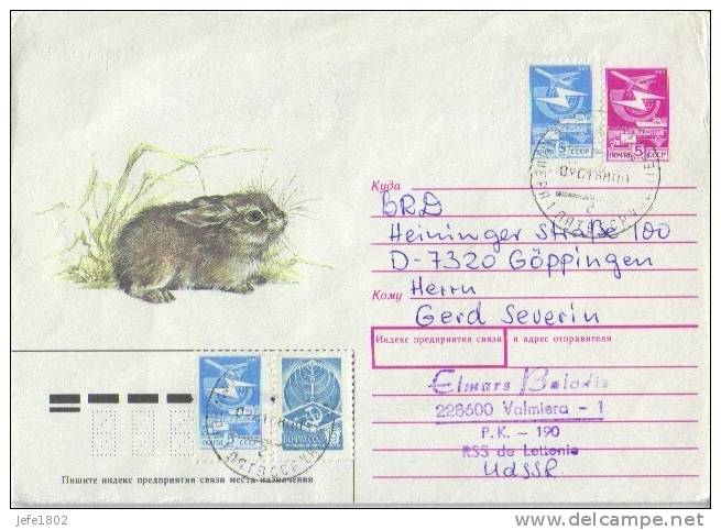 Fauna - Rabbit - Konijn - Lapin - Rongeurs