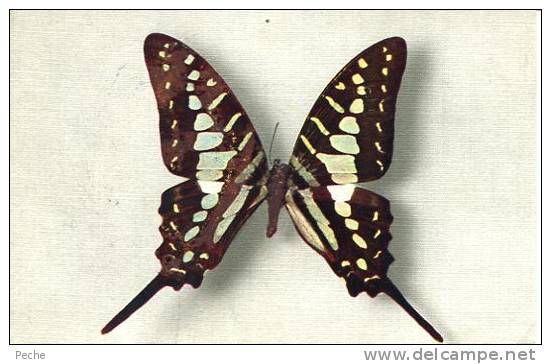 N°26396 -cpa Papilio Antheus (Afrique) - Papillons