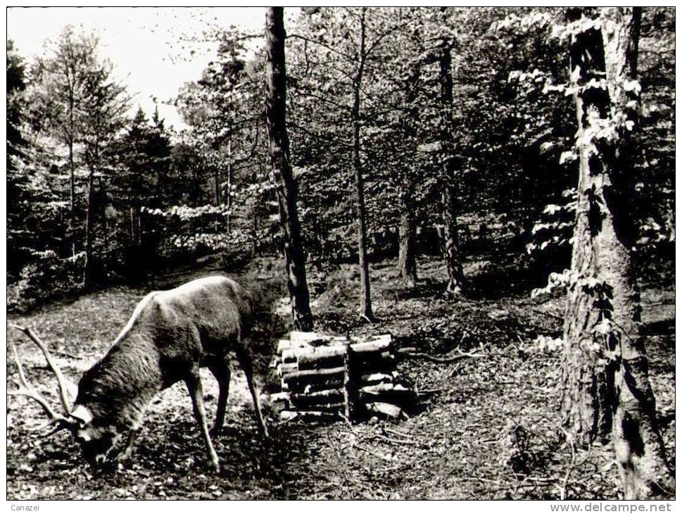 AK Lüneburg, Lüneburger Heide, Hirsch Am Futterplatz, Gel 1965 - Lüneburger Heide