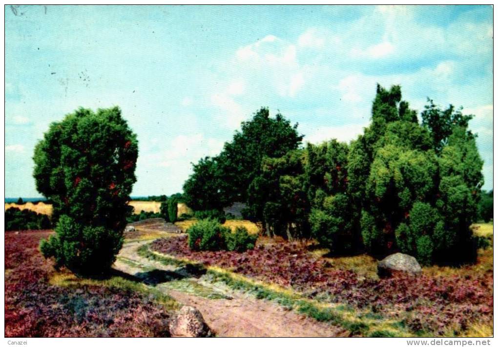 AK Lüneburg, Lüneburger Heide, Gel 1964 - Lüneburger Heide