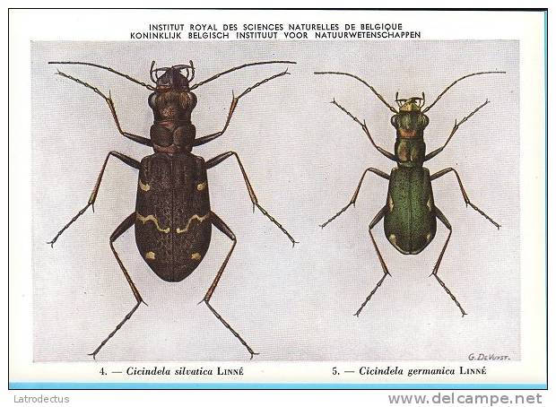 KBIN / IRSNB - Ca 1950 - Insecten Van België - Kevers - 3 - Coleoptera, Beetles, Coléoptères - Insects