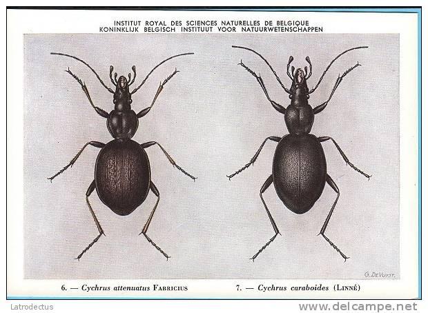 KBIN / IRSNB - Ca 1950 - Insecten Van België - Kevers - 4 - Coleoptera, Beetles, Coléoptères - Insectes