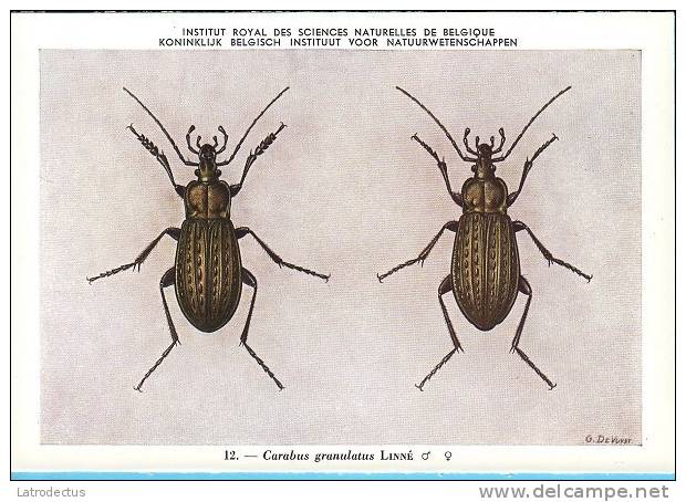 KBIN / IRSNB - Ca 1950 - Insecten Van België - Kevers - 9 - Coleoptera, Beetles, Coléoptères - Insects