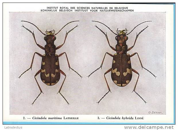 KBIN / IRSNB - Ca 1950 - Insecten Van België - Kevers - 2 - Coleoptera, Beetles, Coléoptères - Insects