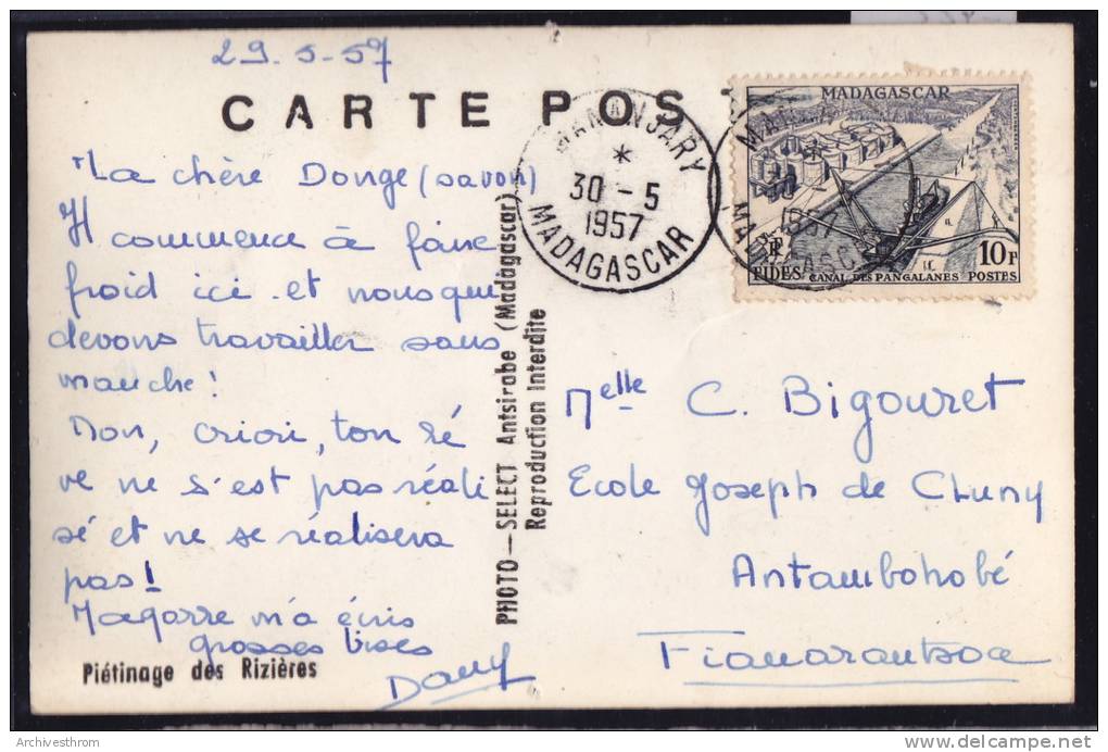 Mananjary (écrit De —) - Piétinage Des Rizières - Troupeau De Bœufs - Vers 1957 (-422) - Madagascar