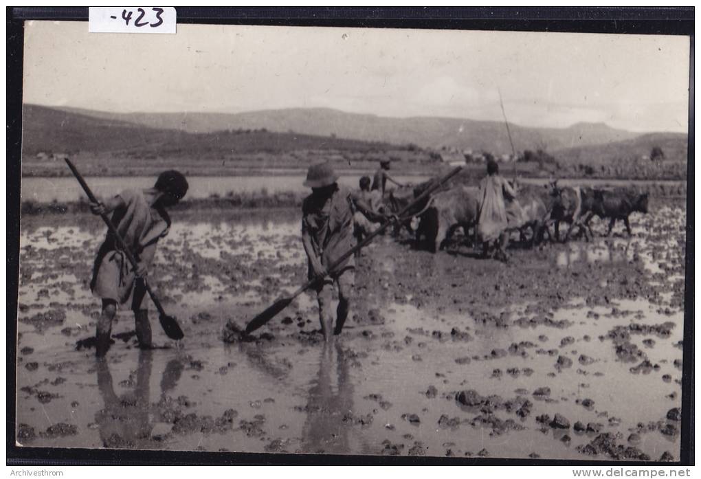 Antsirabe (Photo Select —) - Travaux Et Piétinage Dans Les Rizières - Riziculteurs - Troupeau De Bœuf - Vers 1957 (-423) - Madagascar