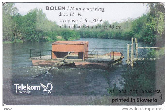 Slovenia, 110, Fishes, Bolen / Mura V Vasi Krog, 2 Scans. - Slovénie