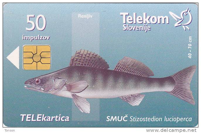 Slovenia, 132, Fishes, Smu&#269; / Slivniško Jezero, 2 Scans. - Slovénie