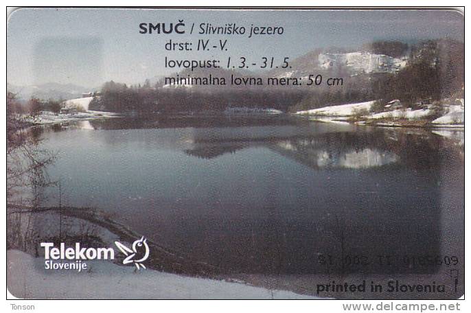 Slovenia, 132, Fishes, Smu&#269; / Slivniško Jezero, 2 Scans. - Slovénie