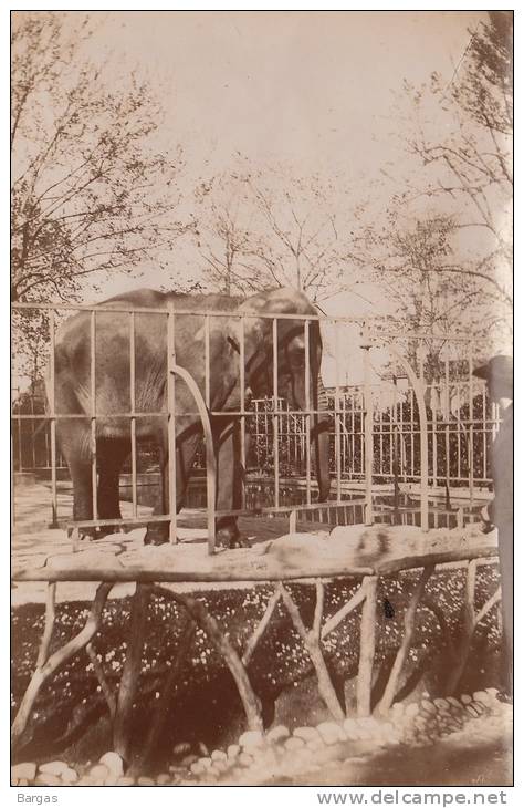 Belle Grande Photo Ancienne Zoo De Marseille Cage éléphant - Bateaux