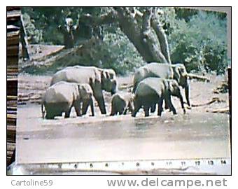 ELEPHANT ELEFANTE ELEFANTI ASIA CEYLON  SRI LANKA  IN WATER RUHUNU NATIONAL PARK   S1985  EA8249 - Éléphants