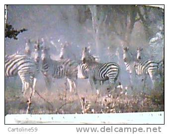 ZEBRA  ZEBRE AFRICA  SUID SUD  SOUT5HERN  RSA VB1988  EA8259 - Zèbres