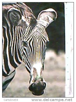 ZEBRA  ZEBRE AFRICA  NB1980  EA8260 - Zebras