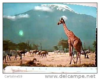 GIRAFFA  KENYA KILIMANJARO V1969 EA8269 - Giraffen