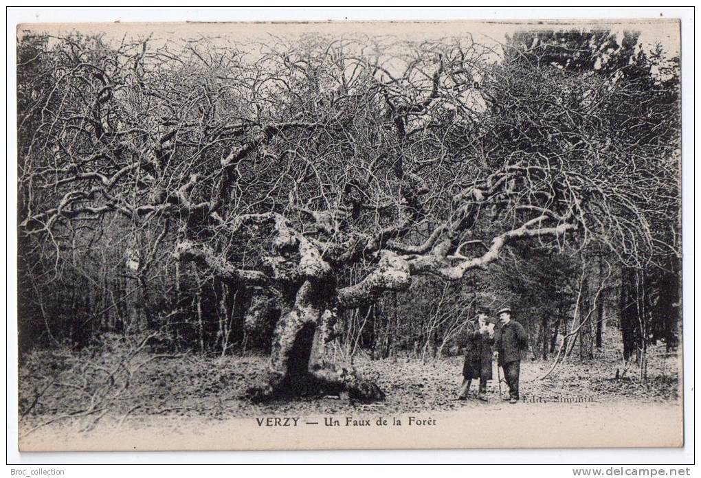 Verzy, Un Faux De La Forêt, éd. Simonin (hêtre Tortillard, Arbre), Animée - Verzy