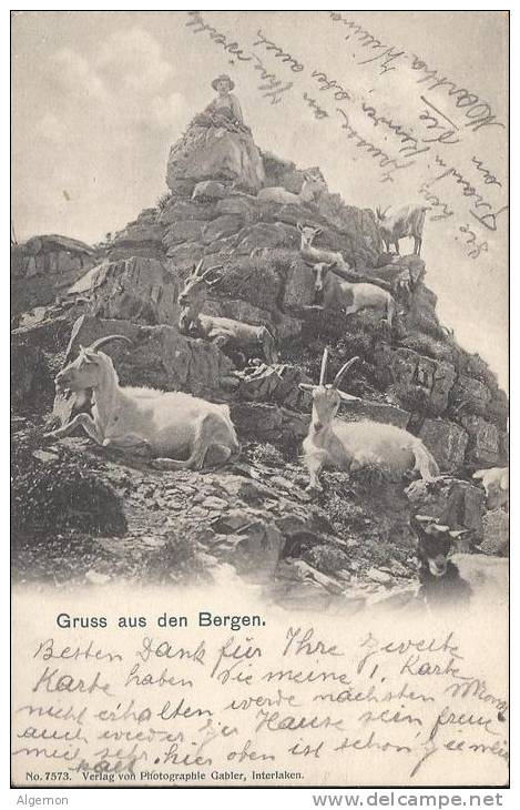 5353 - Gruss Aus Den Bergen Les Chèvres - Autres & Non Classés