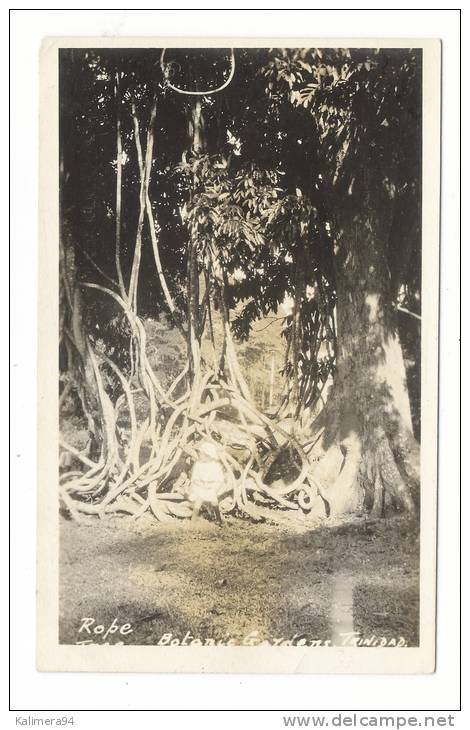 TRINIDAD  ( B.W.I. = British West Indies ) /  BOTANIC  GARDENS , ROPE  TREE  /  Copy-Right  PEREIRA & Co. - Trinidad