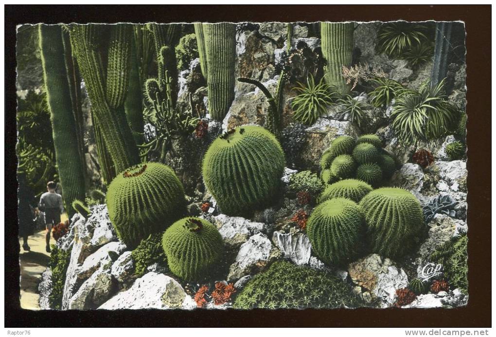 CPSM  MONACO Un Coin Du Jardin Exotique Cactus - Jardin Exotique