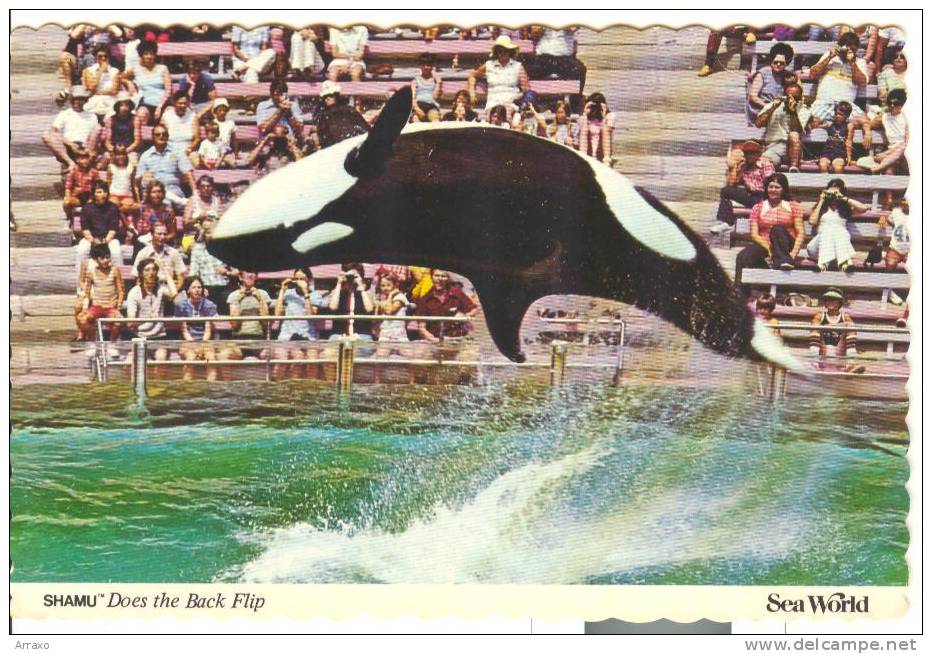 TEM169 - Sea World - Shamu - Orca - Delfini