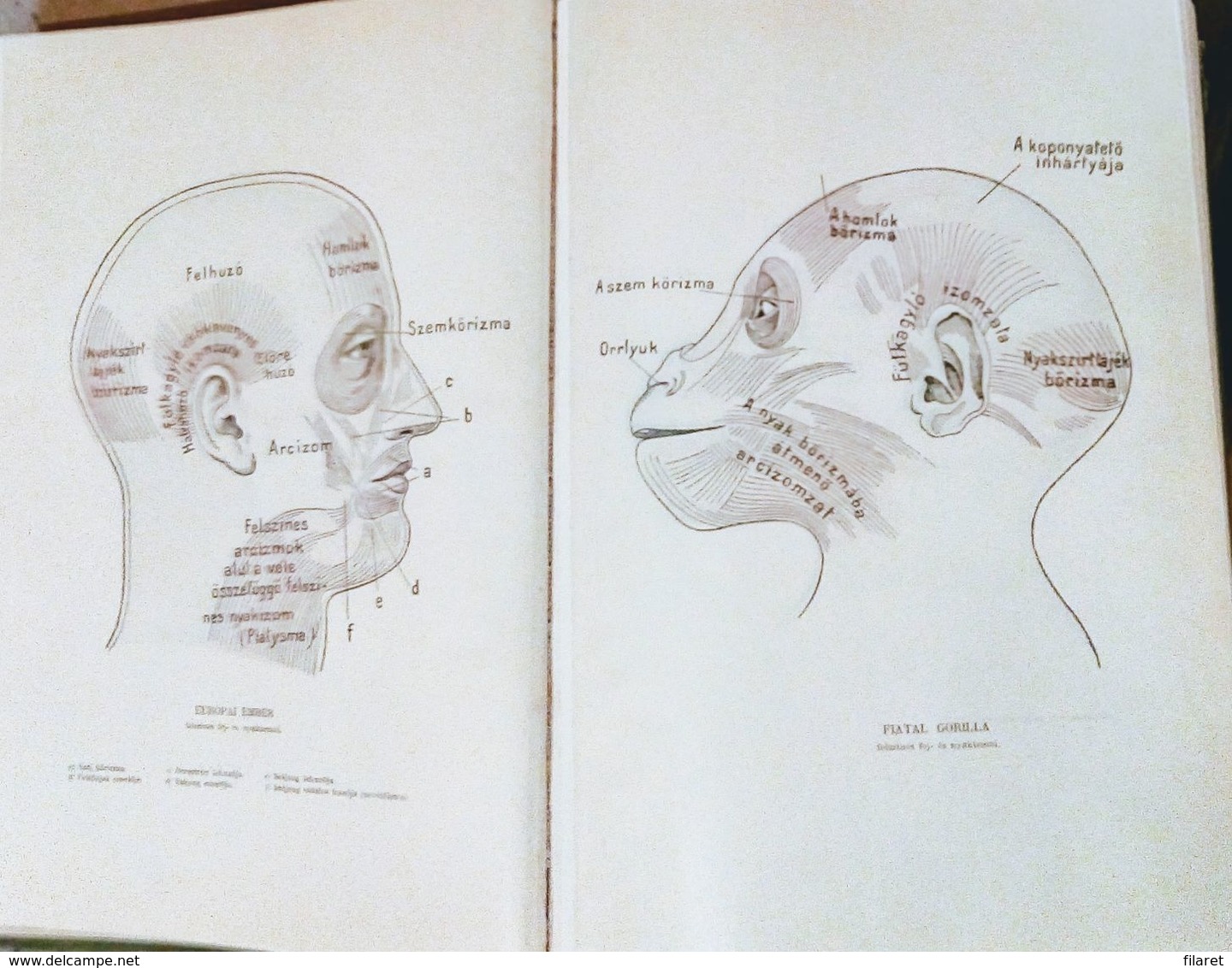 OLD ANTROPOLOGY/ANATOM-HUNGARY-AZ EMBER,A MUVELTSEG KONYVTARA-ALEXANDER BERNAT AND LENHOSSEK MIHALY-BUDAPEST 1905 PERIOD
