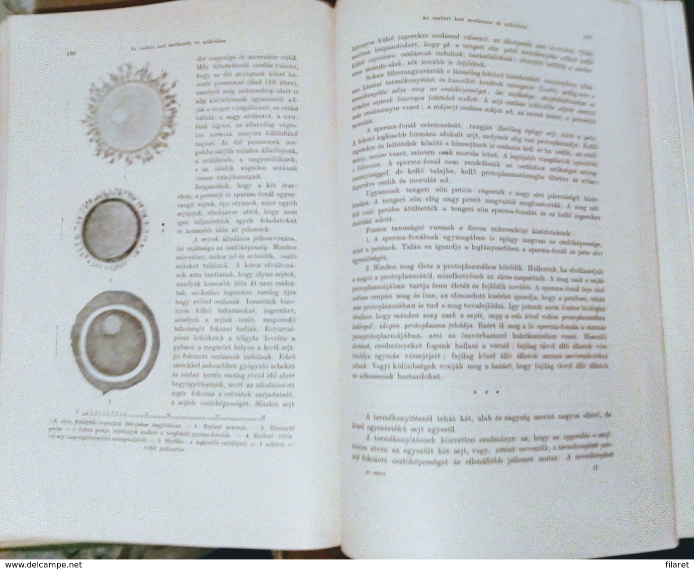 OLD ANTROPOLOGY/ANATOM-HUNGARY-AZ EMBER,A MUVELTSEG KONYVTARA-ALEXANDER BERNAT AND LENHOSSEK MIHALY-BUDAPEST 1905 PERIOD