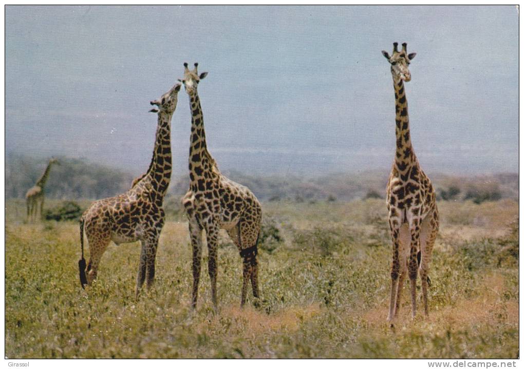 CPSM GIRAFES FAUNE AFRICAINE HOA QUI - Jirafas