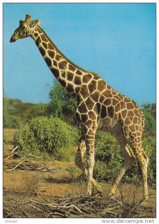 CPSM GIRAFE DANS LA SAVANE 1990 - Giraffe