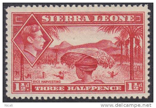 SIERRA LEONE 1938 1 1/2d KGVI SG 190 HM XQ171 - Sierra Leone (...-1960)
