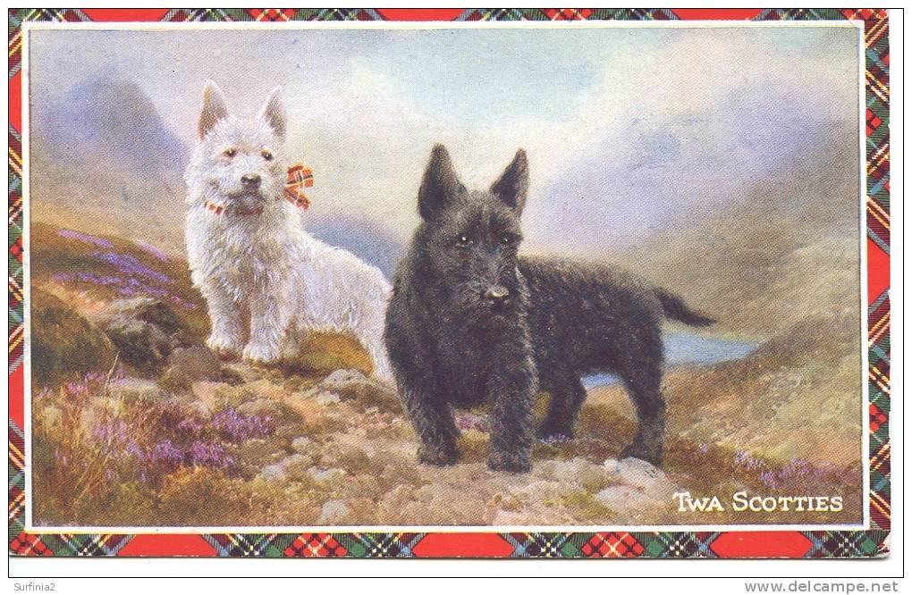 TWO SCOTTIES - Chiens