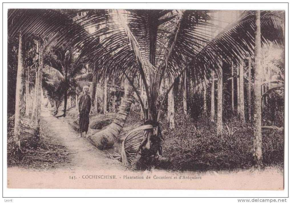Vietnam - Cochinchine - Plantation De Cocotiers Et D'Arequiers - Vietnam