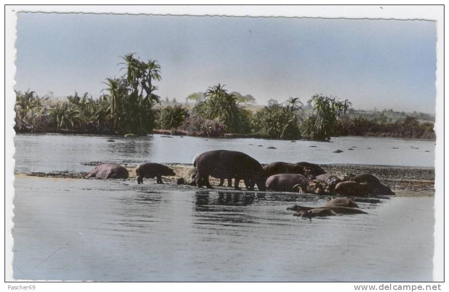 Faune Africaine - Hippopotames Au Bain   /  1245 - Nijlpaarden